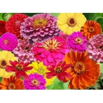 250 ZIN MASTER ZINNIA Mix Elegans Mixed Colors Flower Seeds