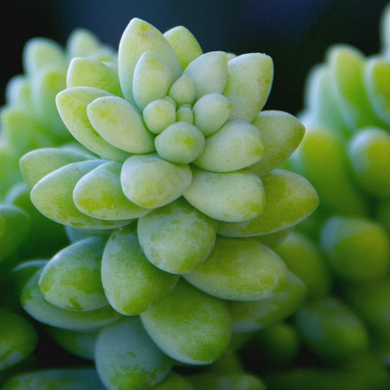 callisia plant Callisia repens Rosato main image 0