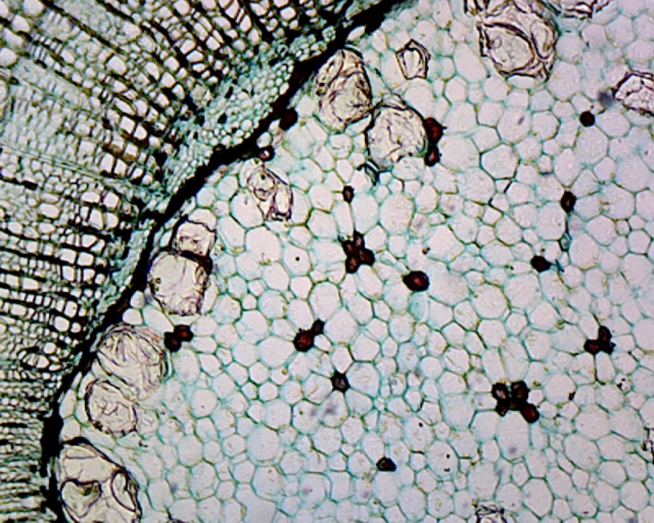 GSC International PS0193 Prepared Microscope Slide, Cork Cells, Cross