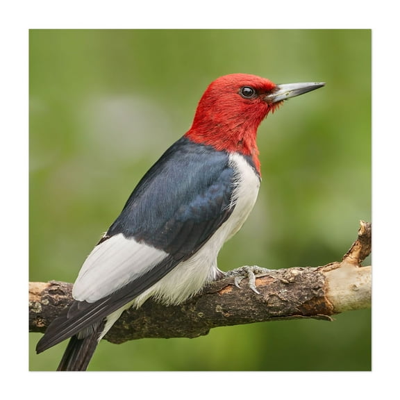 Red-Headed Woodpecker - Photography Bird Wildlife Nature Animal Woodland Scenic Wilderness Unframed Wall Art Print 6 x 6 inches