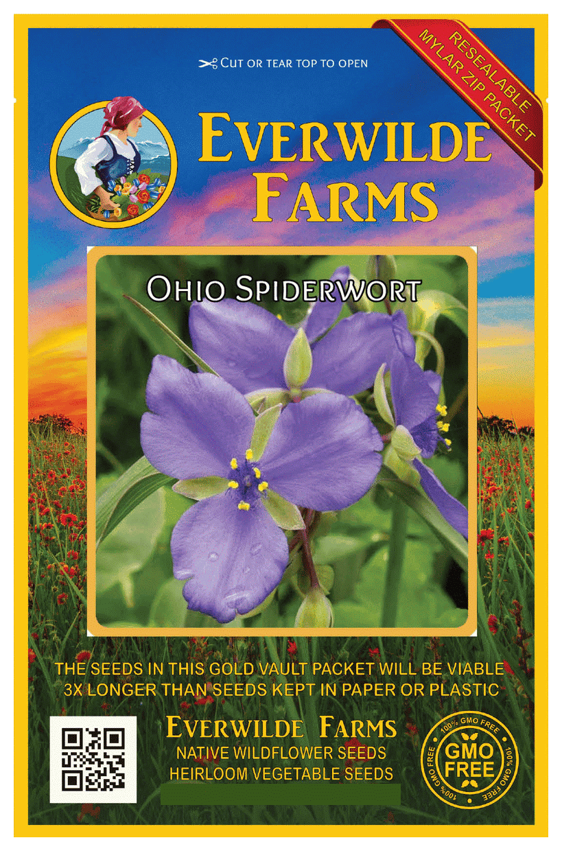 Everwilde Farms - 300 Ohio Spiderwort Native Wildflower ...
