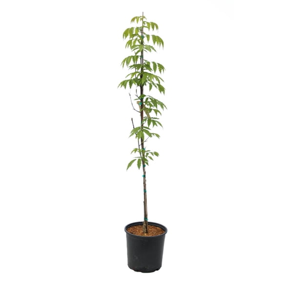 Expert Gardener 3-4' Hornbeam Monkeytail in 1 gal. Grower Pot