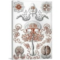 thumbnail image 1 of ARTCANVAS Anthomedusae Canvas Art Print by Ernst Haeckel - Size: 18" x 12" (1.50" Deep), 1 of 9