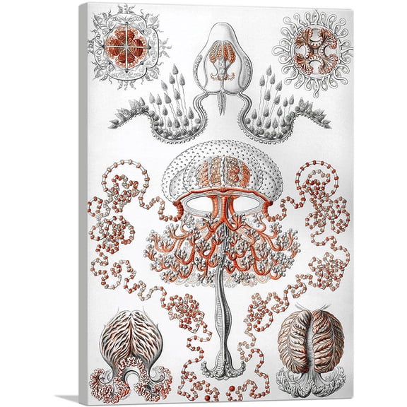 ARTCANVAS Anthomedusae Canvas Art Print by Ernst Haeckel - Size: 40" x 26" (0.75" Deep)