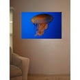 thumbnail image 2 of Guernsey Jellyfish II Glossy Poster, 2 of 2