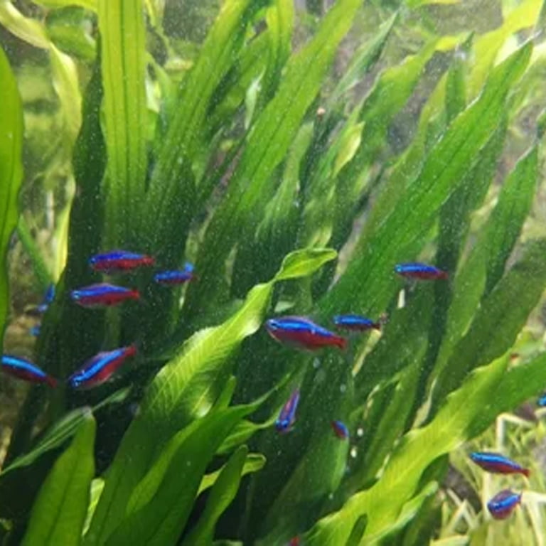 Sword Plant | Fish Tank Plants | Live Aquarium Plants for Sale