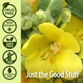thumbnail image 4 of Sirope para la tos Nature's Answer Mullein-X Immune & Relax 120 ml, 4 of 8
