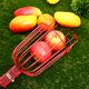 thumbnail image 4 of Greenadscape 1Jgo Fruit Picker Con Cesta Acolchada Y Mango Ajustable Para Recolección En Jardín, 4 of 6