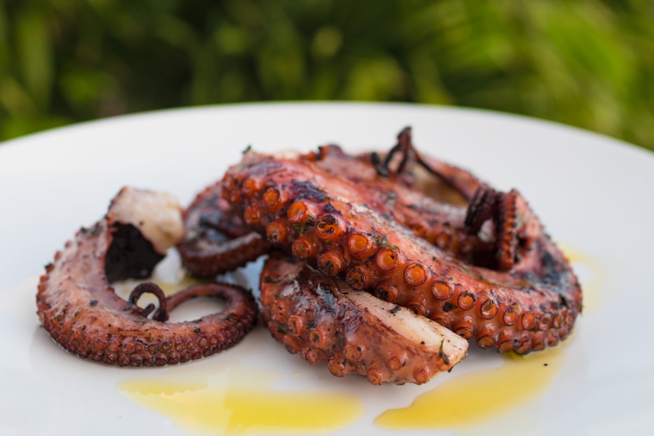 Cooked Wild Spanish Octopus Tentacles, Frozen – Goldfish Seafood Market