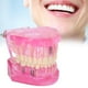 thumbnail image 4 of Modelo De Dientes Para Adultos, Modelo Dental Portátil Para Estudiar Para Enseñar ANGGREK IC1411, 4 of 8