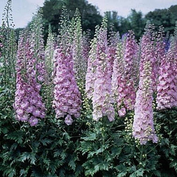 50 Million Dollar Blush Delphinium Seeds Perennial Flower Garden Seed Flowers Seed Flower