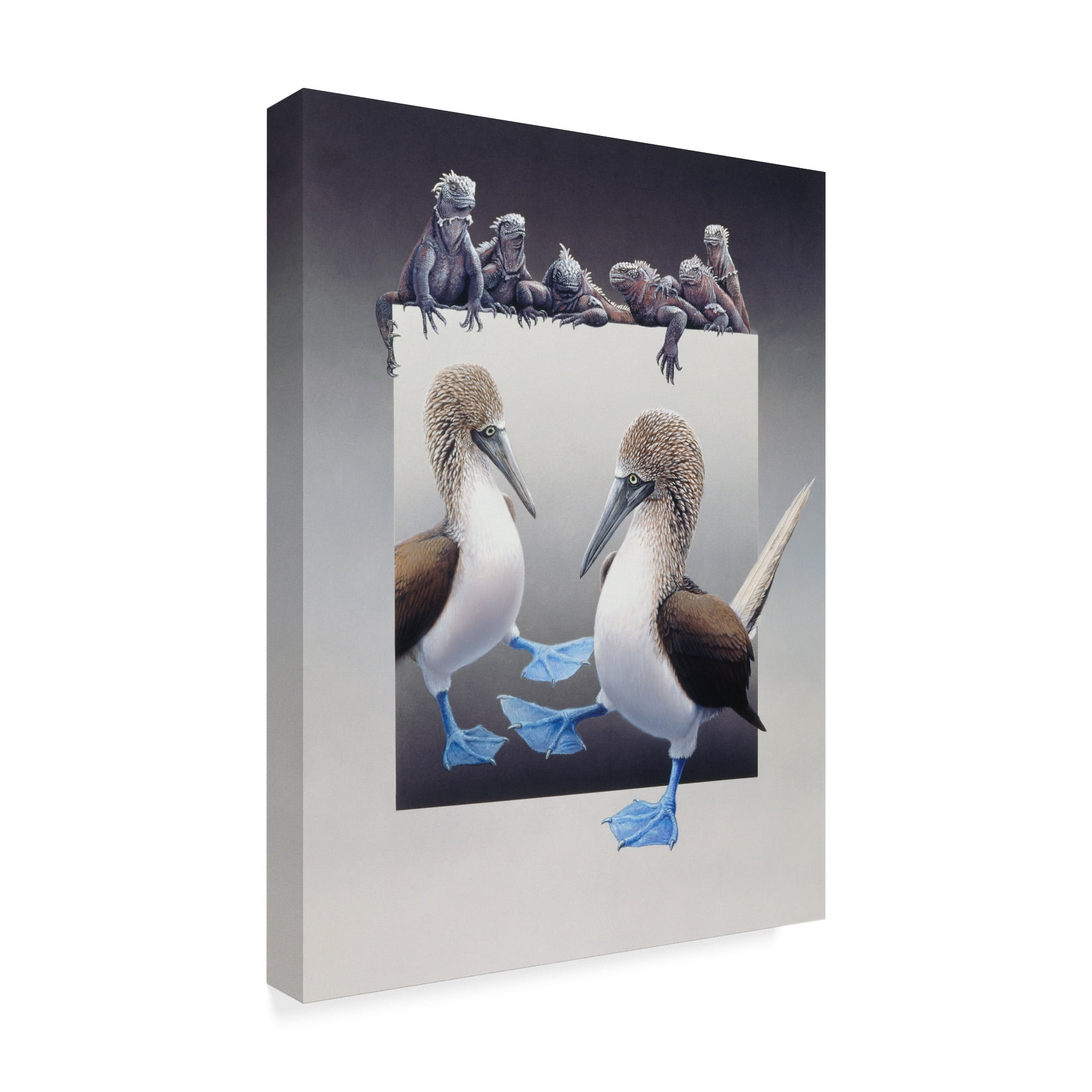 Trademark Fine Art 'Blue Footed Boobies' Canvas Art by Harro Maass