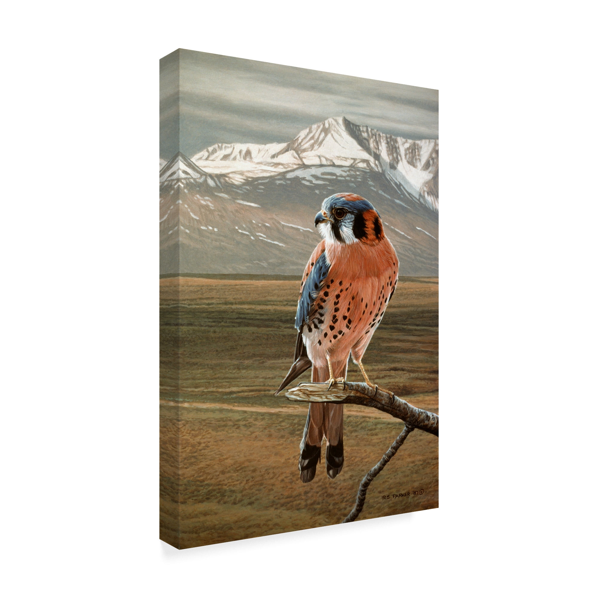 Trademark Fine Art 'American Kestrel' Canvas Art by Ron Parker