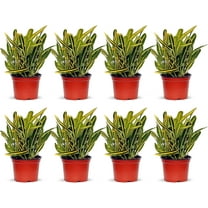 8 Pack Live Banana Croton Codiaeum Joseph’s Coat, Indoor Potted Houseplant, Christmas Gift, Housewarming Gift for The First Home, Office Gift, Variegated Plant in 4" Pot