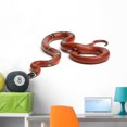 thumbnail image 1 of Sinaloan Milk Snake Lampropeltis Wall Decal by Wallmonkeys Peel and Stick Graphic (36 in W x 21 in H) WM210645, 1 of 4