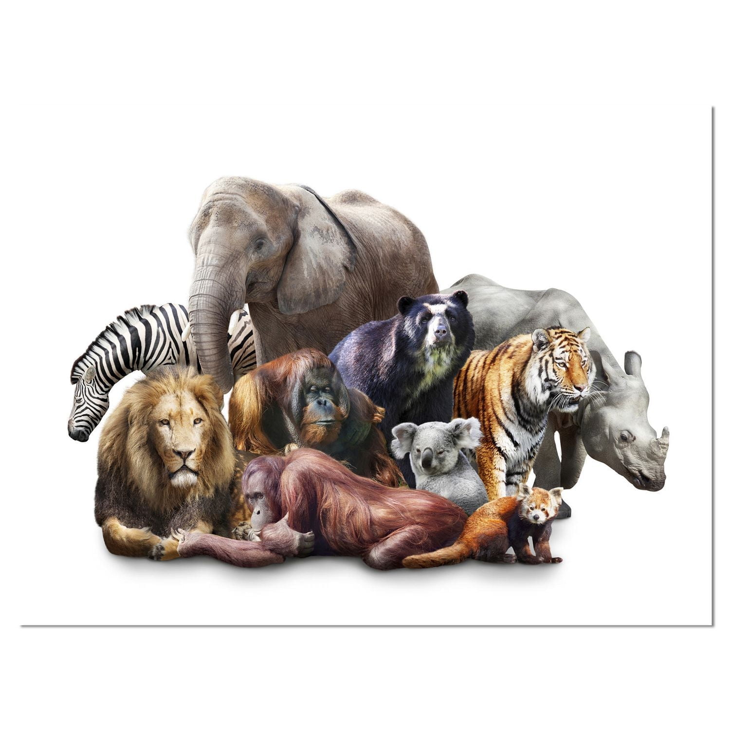 Design Art Animals on White Background Canvas Print