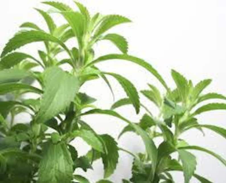 3 Stevia Plants, in 4 inch Pots-- Heat and Cold sensitive. Be mindful of your temps when ordering