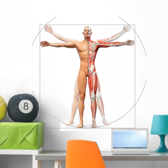 Human Anatomy Displayed as Wall Mural by Wallmonkeys Peel and Stick Graphic (36 in H x 36 in W) WM324136