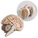 thumbnail image 5 of Modelo Anatómico del Cerebro Modelo anatómico del Sistema Nervioso Cerebral de Arteria Cerebral, 5 of 9