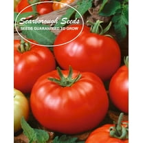 SCARBOROUGH SEEDS Beefsteak Tomato Seeds-ORGANIC -100 SEEDS Non-GMO
