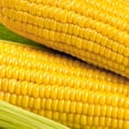 thumbnail image 2 of The Old Farmer's Almanac Heirloom Golden Bantam Sweet Corn Seeds - Premium Non-GMO, Open Pollinated, Vegetable Seeds - 20 Grams, 2 of 7