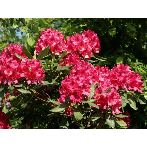 Nova Zembla Rhododendron-Evergreen Shrub-Ideal for Borders  3 Gallon
