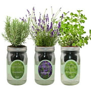 Organic mason jar hydroponic herb kit (rosemary, lavender, oregano)