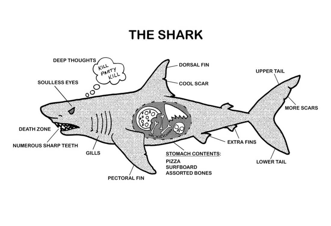 Внутреннее строение акулы. Скелет акулы схема вид сбоку. Хрящевой скелет акулы. Строение акулы.