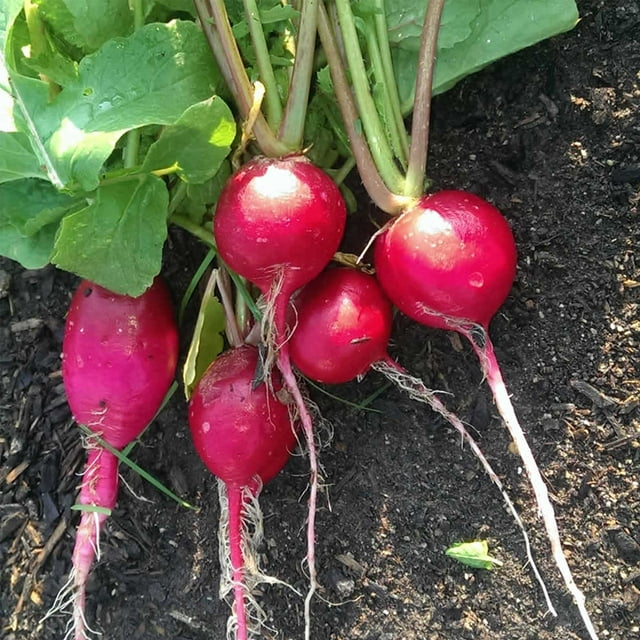 German Giant Radish Seeds 1 Lb Seed Pouch Heirloom Garden Seeds