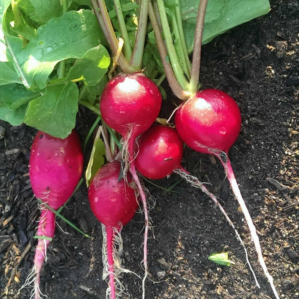 German Giant Radish Seeds 1 Lb Seed Pouch Heirloom Garden Seeds