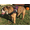 Dotty Pink, variant on HDP Big Soft Polyester No Pull Dog Harness, Black, XXL (40" to 48" Chest Size)