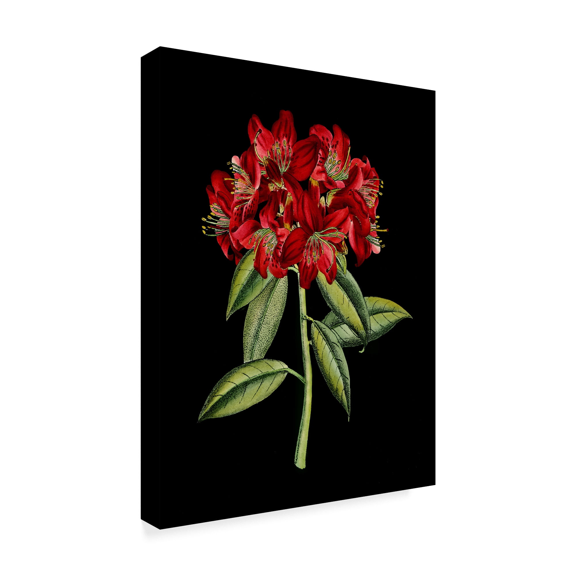 Trademark Fine Art 'Crimson Flowers on Black II' Canvas Art by Unknown