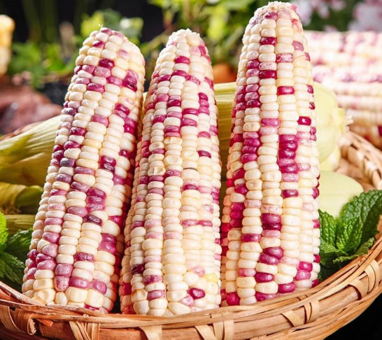 WATSON CORN - FRENCH Maïs cireux marbré biologique surgelé Watson