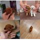 thumbnail image 4 of 2025 New Robot Dog for Adults, AI Robotic Dog, Nicoo - My Realistic Robot Puppy That Acts Like a Real Puppy - Walking, Barking, Tail Wagging, 4 of 5