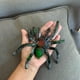 thumbnail image 2 of Araña Negra BOHS Animales Blandos 5.5x5.5 Inches, 2 of 6