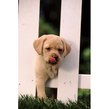 Labrador Retriever Art - Labrador Retriever Puppy Climbing through Fence Print Wall Art By DLILLC