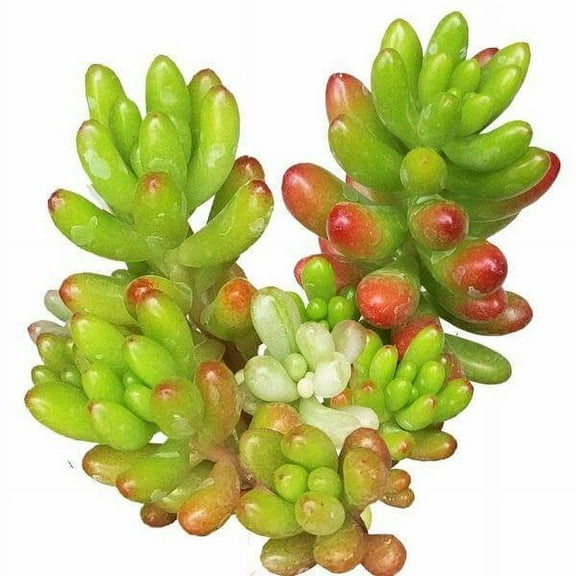 Sedum Rubrotinctum 'Aurora' Pink Jelly Bean Succulent (2"  Plastic Pot) - Tiny, Lovely, Easy to Care Succulent for Beginners - Live Healthy Variegated Succulent - Colorful Succulent