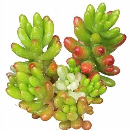 Sedum Rubrotinctum 'Aurora' Pink Jelly Bean Succulent (4"+ Plastic Pot) - Tiny, Lovely, Easy to Care Succulent for Beginners - Live Healthy Variegated Succulent - Colorful Succulent
