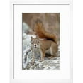 thumbnail image 2 of American Red Squirrel Red Squirrel Spruce Squirrel Tamiasciurus Hudsonicus, Framed Art Print Wall Art by James Hager Sold by Art.Com, 2 of 6