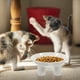 thumbnail image 5 of Tazón elevado para gatos Tazón elevado para mascotas Tazón reutilizable para gatos Tazón de comida para gatos Tazón de plástico para gatos, 5 of 7