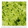 thumbnail image 2 of Lechuga italiana Eva hidropónica 1 pieza, 2 of 4