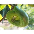 thumbnail image 4 of Dark Armenian Cucumber Seeds/ Annual/ Full Sun/120 Seeds 1/8 oz/ Zellajake Farm and Garden - B319, 4 of 5