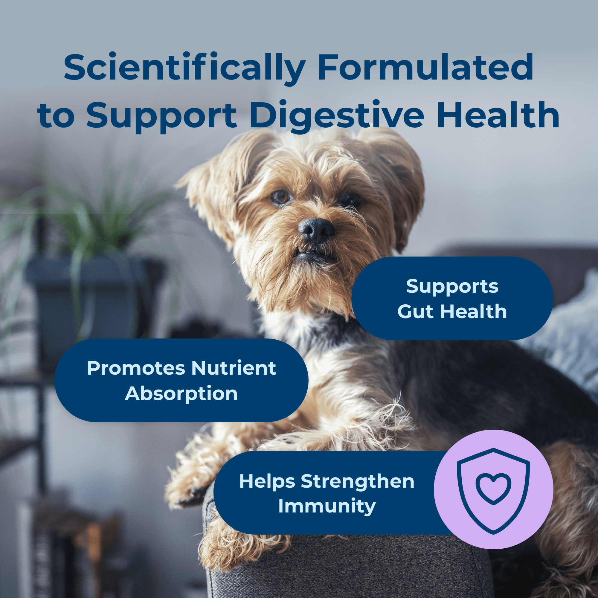 PetAg Dyne Soft Chews, Digestion and Immune Support Supplement - 60 Chicken Liver Flavor Chews