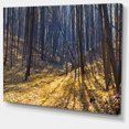 thumbnail image 2 of Thick Autumn Forest Woods - Oversized Forest Canvas Artwork, 2 of 3