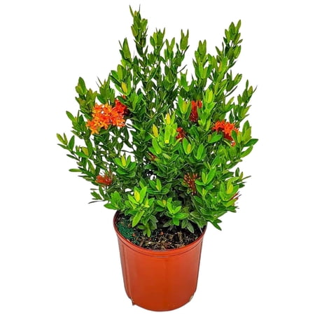 Tropical Plants of Florida 22" to 28" Taiwanese Red Dwarf Ixora Plant; Full Sunlight, Red Flowers, Growers Pot