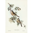 thumbnail image 2 of Gould, John 11x14 Black Ornate Wood Framed with Double Matting Museum Art Print Titled - Singing Honey-eater-Ptilotis sonorus, 2 of 4