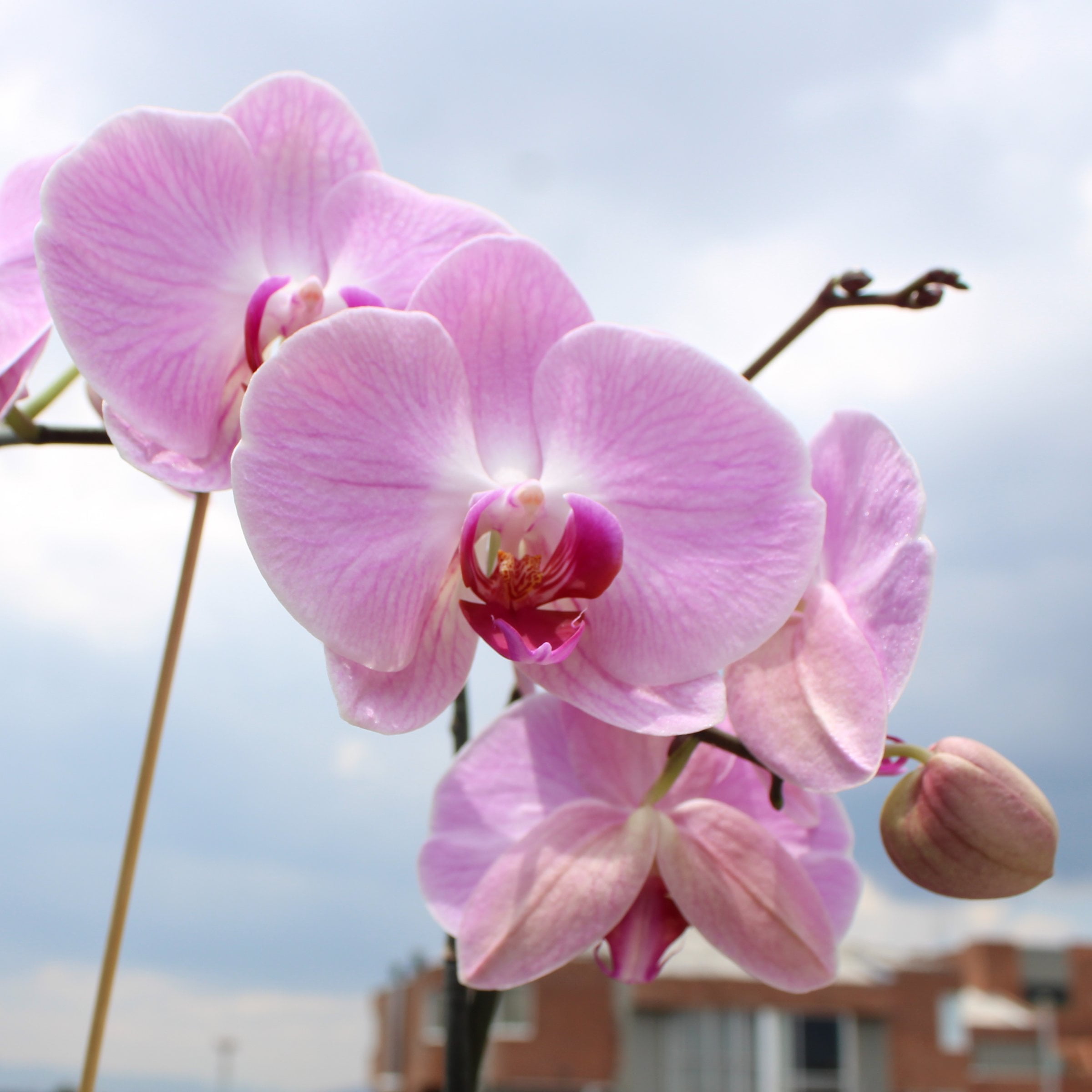 5 in. Superior Multi-Stem Blushing Pink Phalaenopsis Orchid in Luxe Designer Ceramic Planter