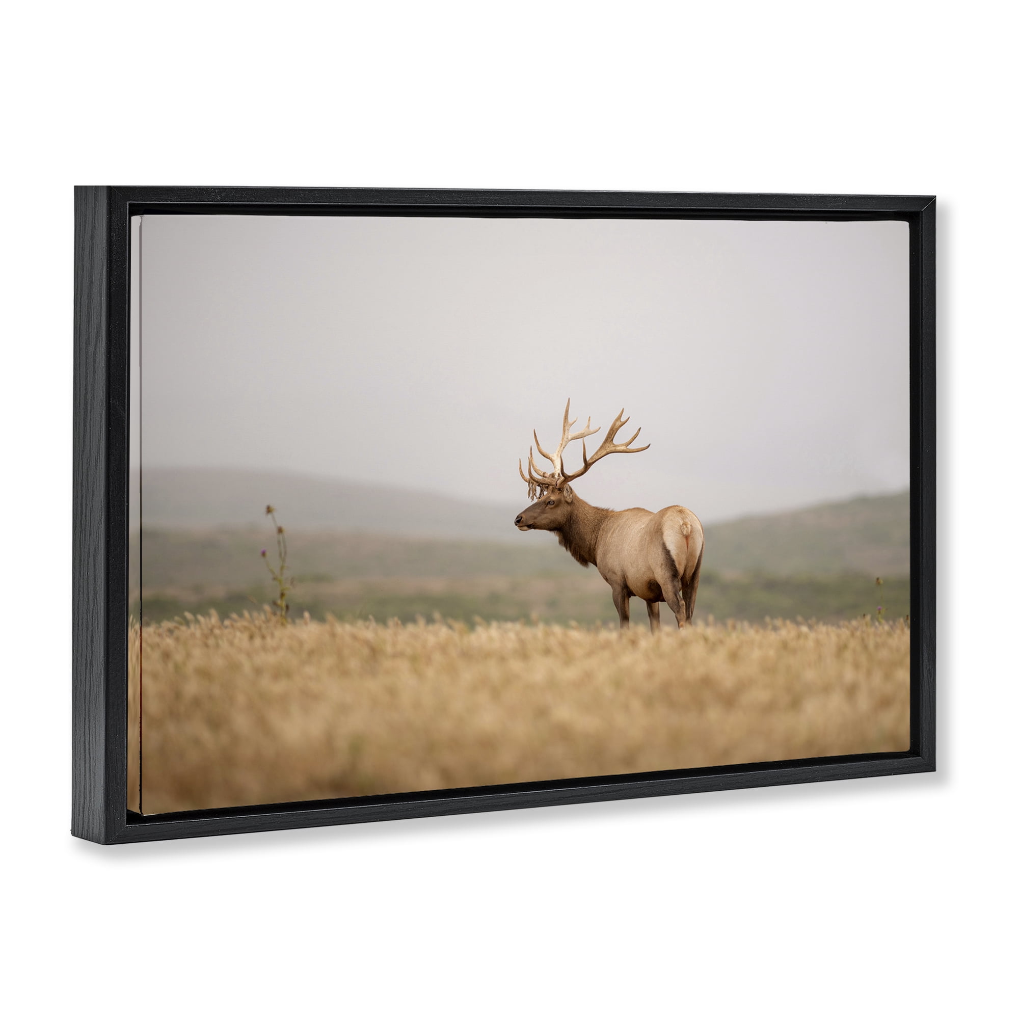 Stupell Industries Tule Elk Photography Landscape & Nature Photography Black Floater Framed Canvas Art Print Wall Art, 31 x 21