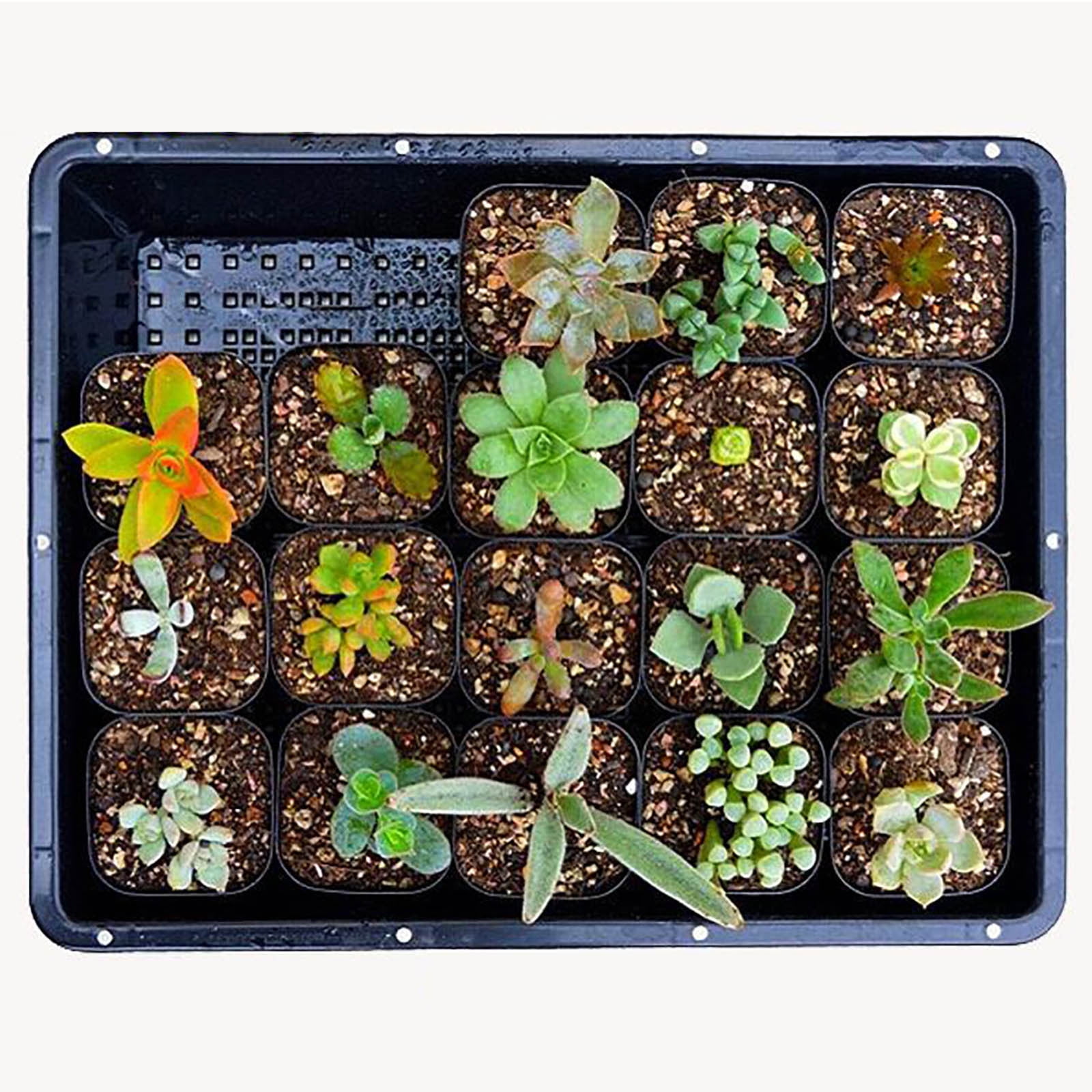 ufehgfjh 20-Cell Mini Germination Tray Kit With Breathable Lids Seedling Propagation Box Nursery Pots Tray And Cover Reusable Starter Kit For Seed Starting Greenhouse Gardening