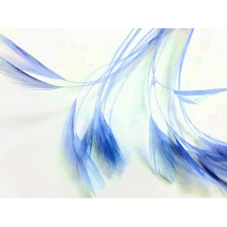 1 Dozen - Blue Stripped Rooster Neck Hackle Feather